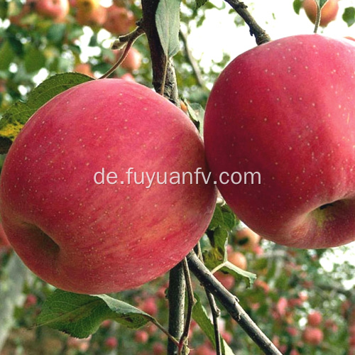 Köstlicher frischer Frucht-roter Stern-Apfel